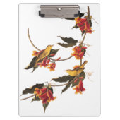 Gele Warbler-zongvogels op bloeiende kruisbessen Klembord (Voorkant)