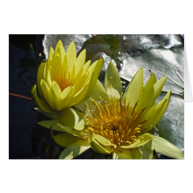 gele waterlelies (Voorkant Horizontaal)