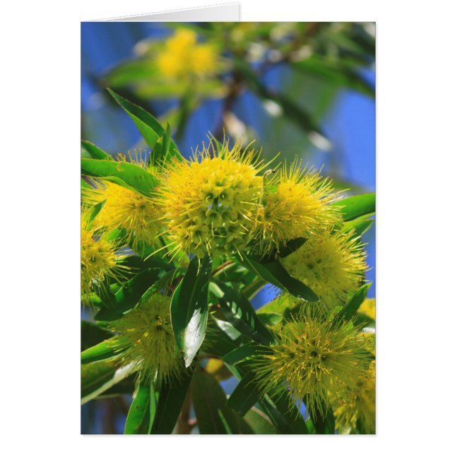 Gele Wattle Boom (Voorkant)