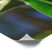 Gele Wattleboom Poster (Hoek)