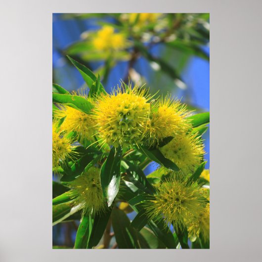 Gele Wattleboom Poster (Voorkant)