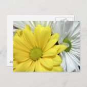 Gele White Daisy Daisies Flower Flowers Foto Briefkaart (Voorkant / Achterkant)