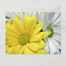 Gele White Daisy Daisies Flower Flowers Foto Briefkaart