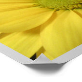Gele White Daisy Daisies Flower Flowers Foto Poster (Hoek)