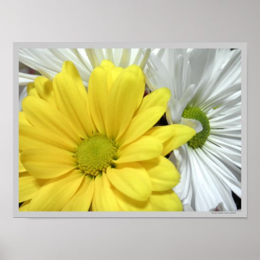 Gele White Daisy Daisies Flower Flowers Foto Poster (Voorkant)