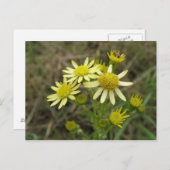 gele wildbloemen Briefkaart (Voorkant / Achterkant)