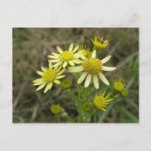 gele wildbloemen Briefkaart (Voorkant)