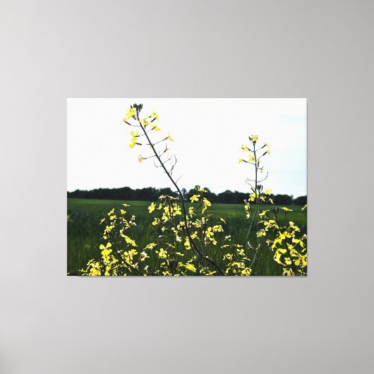 Gele wilde bloemen in open veld canvas afdruk (Voorkant)