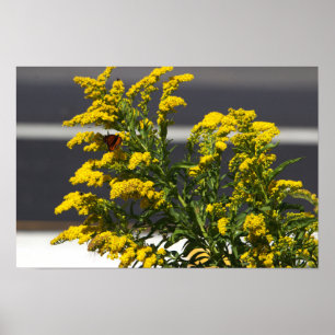 Gele wilde bloemen met Butterfly Poster