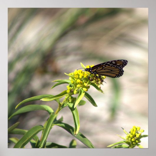 Gele wilde bloemen met Butterfly Poster (Voorkant)