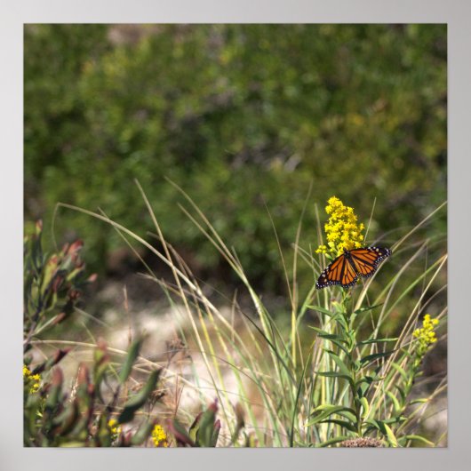 Gele wilde bloemen met Butterfly Poster (Voorkant)