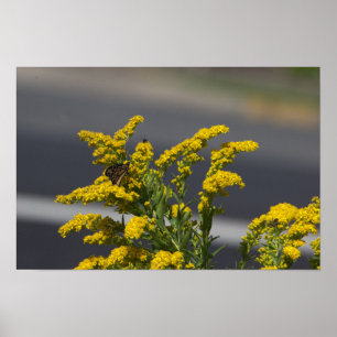 Gele wilde bloemen met vlinderposter poster