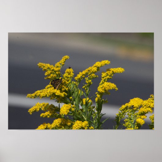 Gele wilde bloemen met vlinderposter poster (Voorkant)
