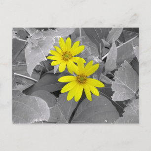 Gele Wilde Bloemen Natuurfotografie Briefkaart