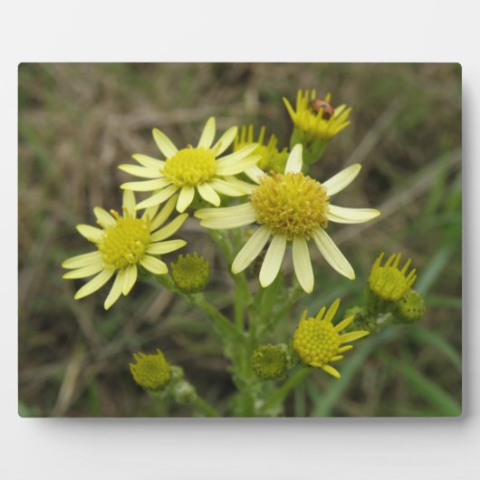 gele wilde bloemen Plaque Fotoplaat (Voorkant)