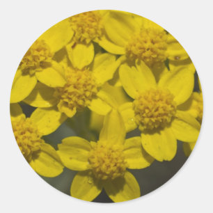 Gele wilde bloemen ronde sticker