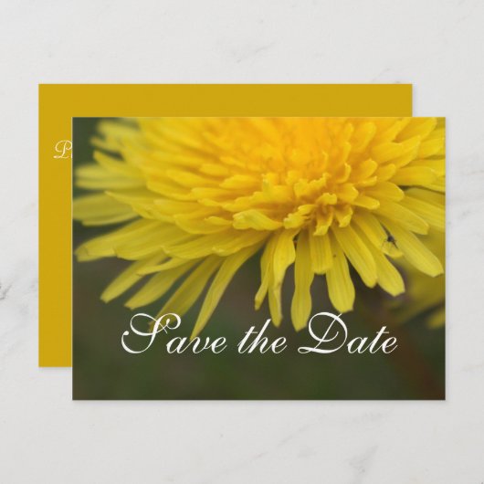  gele, wilde bloemendandelion, met uitzondering va aankondigingskaart (Voorkant / Achterkant)