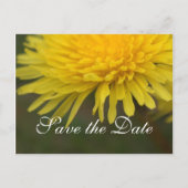  gele, wilde bloemendandelion, met uitzondering va aankondigingskaart (Voorkant)