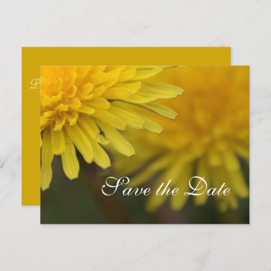  gele, wilde bloemendandelion, met uitzondering va aankondigingskaart (Voorkant / Achterkant)