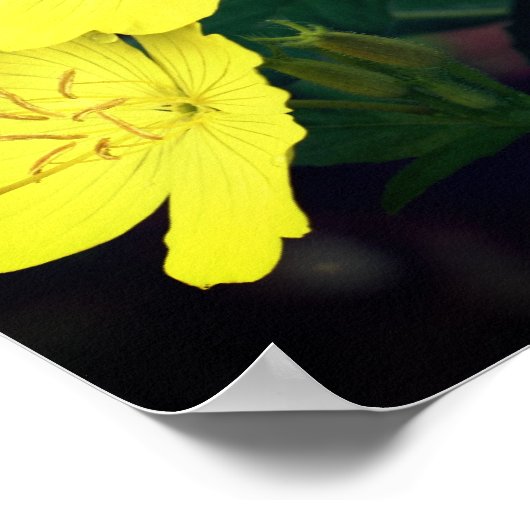  gele wilde geraniumbloemen poster (Hoek)