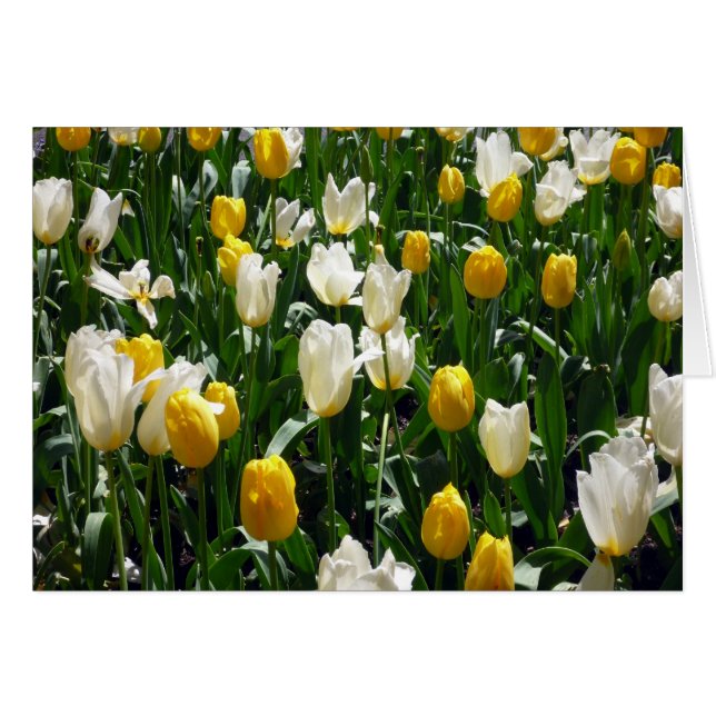 gele witte tulpen (Voorkant Horizontaal)