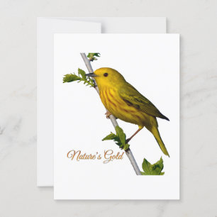 Gele Zanger “Nature’s Gold” Gedrukte Kunstkaart Briefkaart