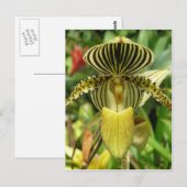 Gele Zebra Stripes Orchid Briefkaart (Voorkant / Achterkant)