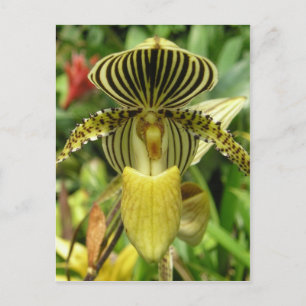 Gele Zebra Stripes Orchid Briefkaart