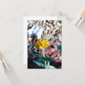 Gele Zinnia Bloem met Mot Fotografie Kaart (Voorkant / Achterkant in situ)