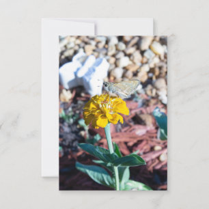 Gele Zinnia Bloem met Nachtvlinder Fotografie Kaart