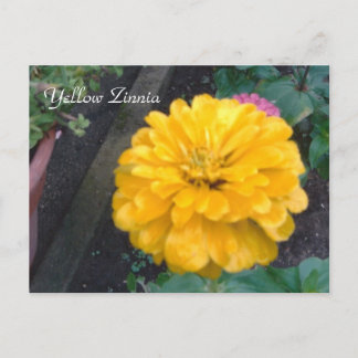 Gele Zinnia Briefkaart
