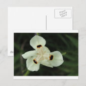 Gele zomerbloem briefkaart (Voorkant / Achterkant)