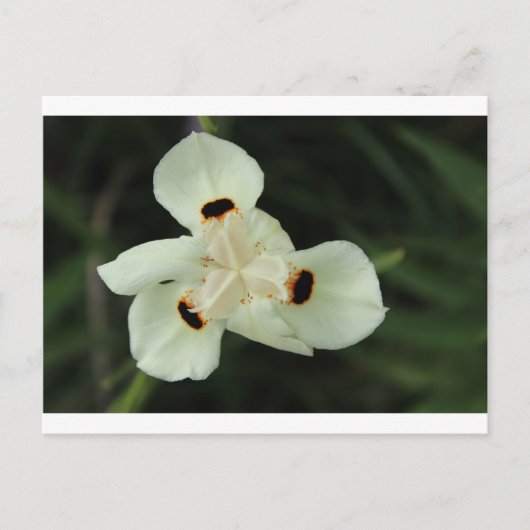 Gele zomerbloem briefkaart (Voorkant)