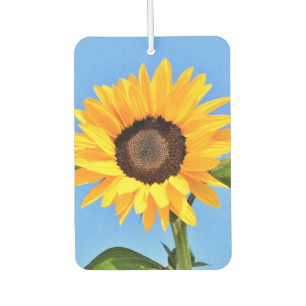 Gele zonnebloem auto luchtverfrissers