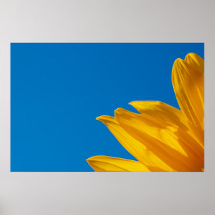 Gele Zonnebloem & Azuurblauwe Lucht Poster
