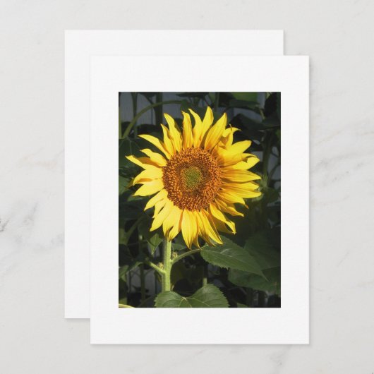 Gele zonnebloem bespaart de datumkaarten aankondigingskaart (Voorkant / Achterkant)