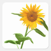 Gele Zonnebloem Bloemen Stickers (Voorkant)