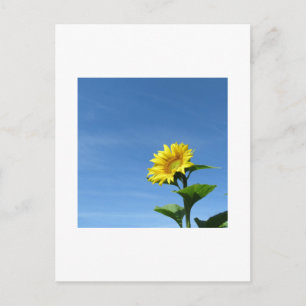 Gele zonnebloem, Blue Sky Briefkaart