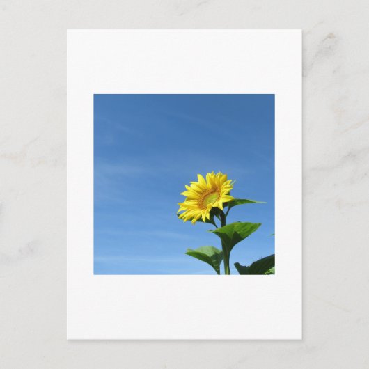 Gele zonnebloem, Blue Sky Briefkaart (Voorkant)