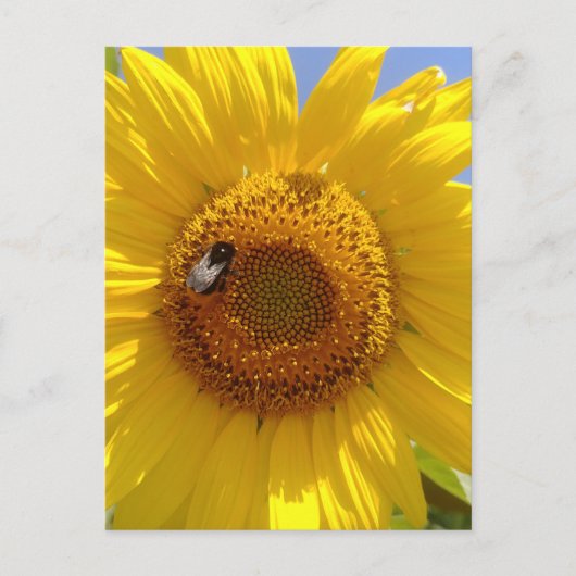 Gele zonnebloem briefkaart (Voorkant)