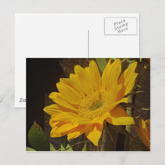 Gele zonnebloem briefkaart (Voorkant / Achterkant)