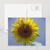 Gele zonnebloem briefkaart (Voorkant / Achterkant)