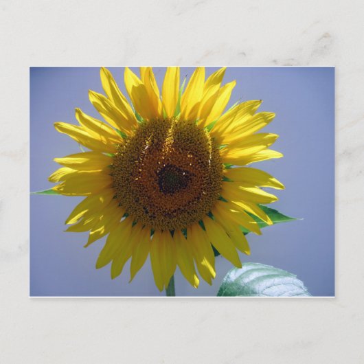 Gele zonnebloem briefkaart (Voorkant)