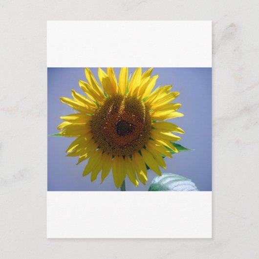 Gele zonnebloem briefkaart (Voorkant)