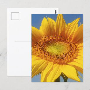 Gele zonnebloem briefkaart