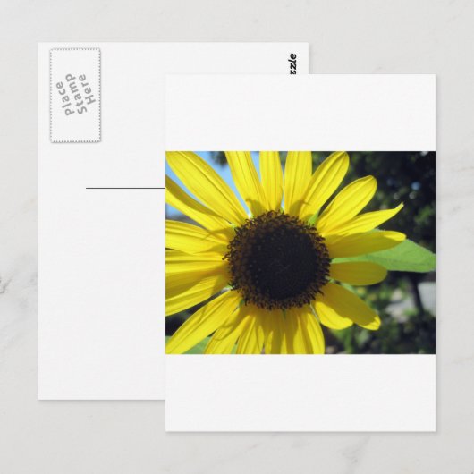 Gele zonnebloem briefkaart (Voorkant / Achterkant)