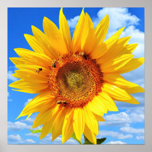 Gele Zonnebloem en Bijen op Blauwe Lucht - Zomer D Poster