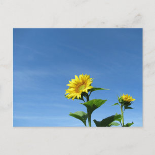 Gele zonnebloem en blauwe hemel briefkaart