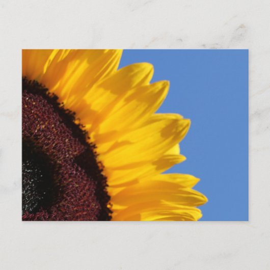 Gele zonnebloem en blauwe hemel briefkaart (Voorkant)