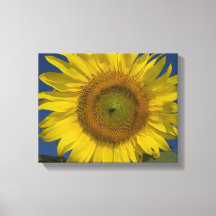 Gele Zonnebloem en Blauwe Lucht